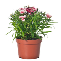 Гвоздика купить