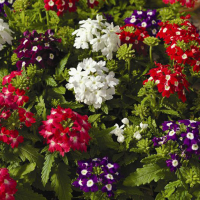 Вербена купить