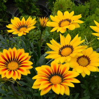 Газування мікс купить