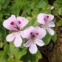 Пеларгонія ампельна купить