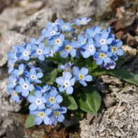 Незабудка купить