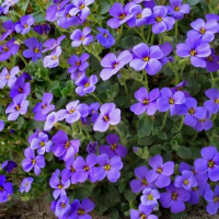 Аубриєта купить