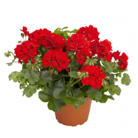 Пеларгония Champion купить