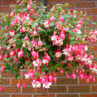 Фуксія купить