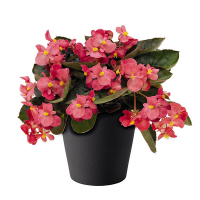 Бегонія купить