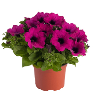 Сурфінія купить