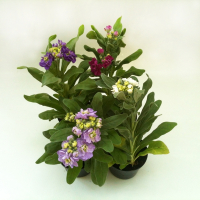 Матіола купить