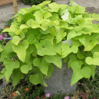 Іпомея купить