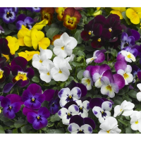 Віола купить