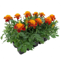 Тагетіс дрібноквітковий купить