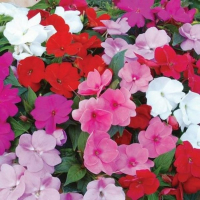 Бальзамін купить