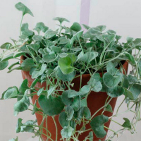 Діхондра купить