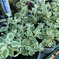 Геліхризум розсада купить