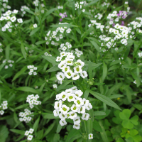 Лобулярия купить