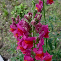 Львиный зев купить