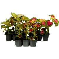 Колеус мих купить