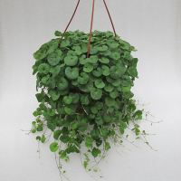 Будра купить