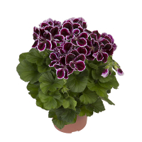 Пеларгония Грандифлора мiкс купить