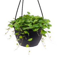 Діхондра купить