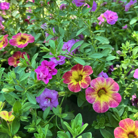 Калібрахоа купить