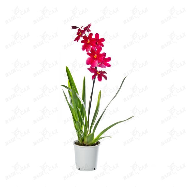 Орхидея камбрия mix (Сambria) купить 