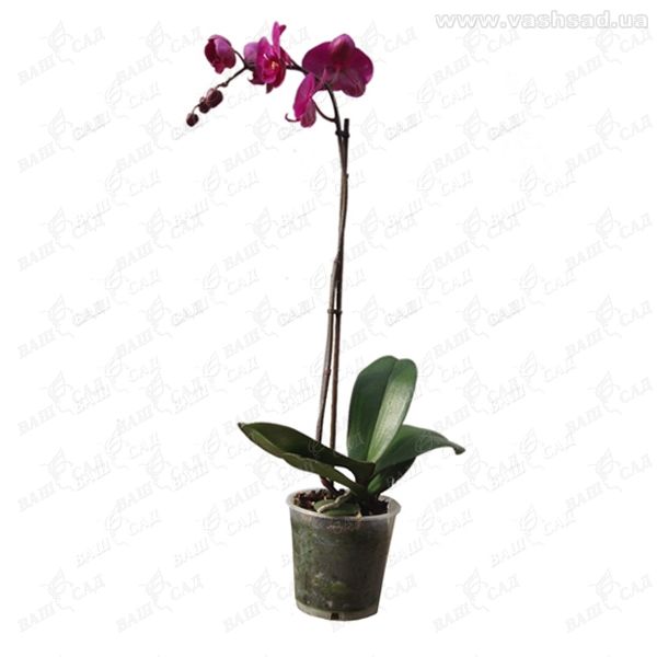 Орхидея фаленопсис 1 цветонос микс купить 