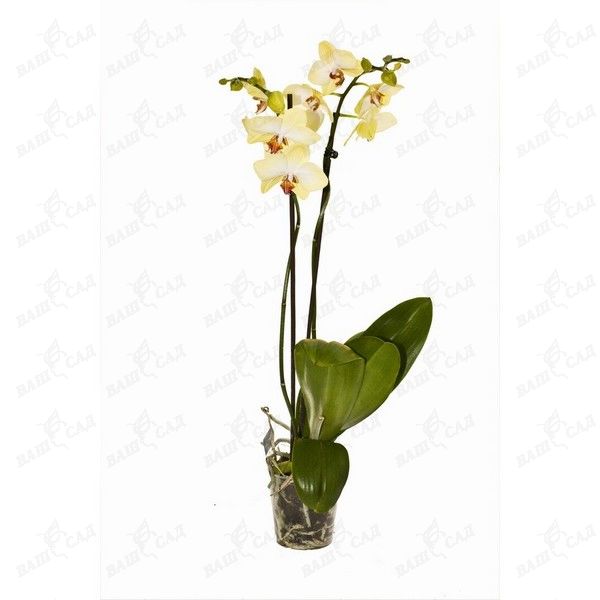 Орхидея фаленопсис 2 цветоноса микс (Phalaenopsis) купить 