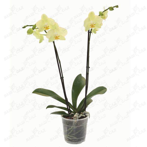 Орхидея фаленопсис 2 цветоноса микс купить 