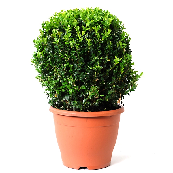 Самшит (буксус) вечнозеленый, форма: шар купить 