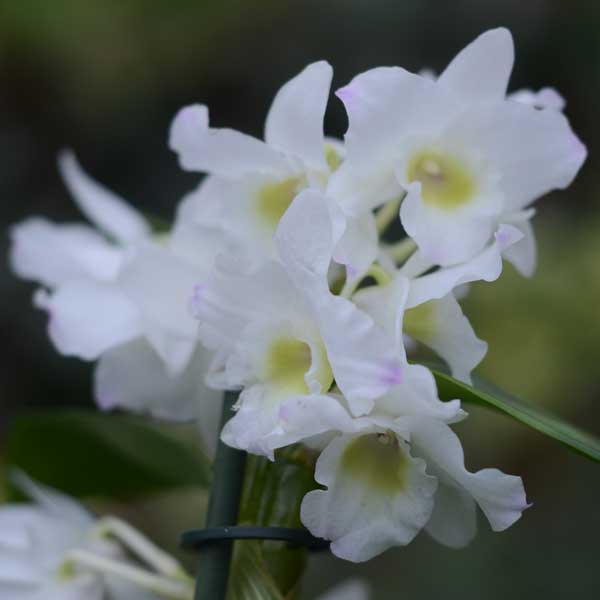 Орхидея дендробиум микс купить 