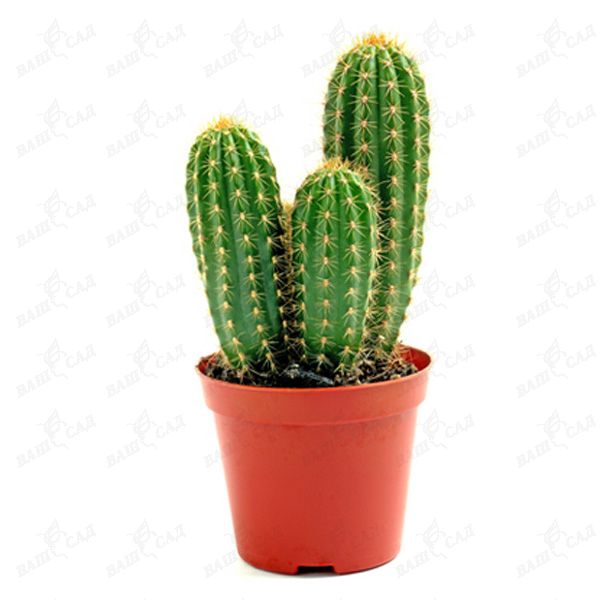 Кактус (Cactus) микс купить 