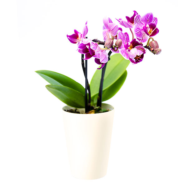 Орхидея фаленопсис мини купить 