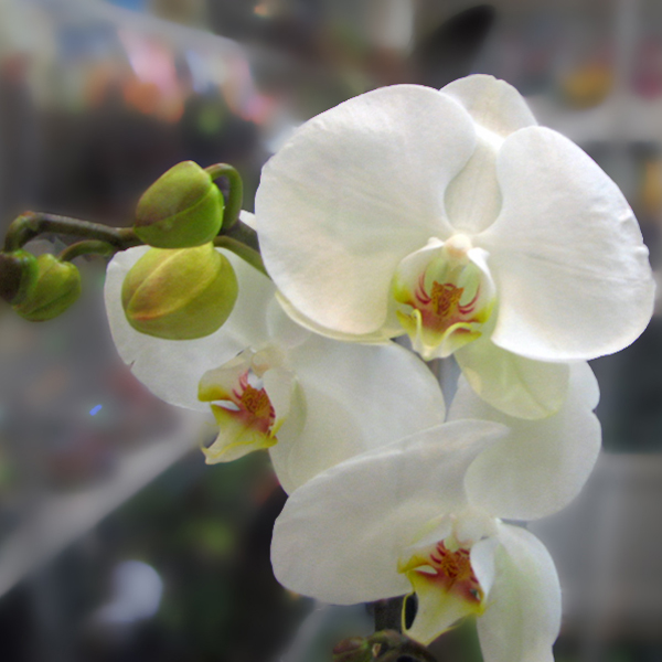 Орхидея фаленопсис королевская 1 цветонос купить 
