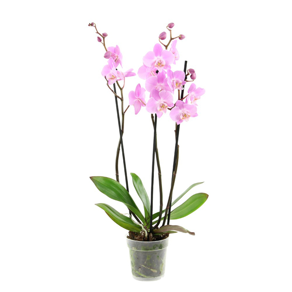 Орхидея фаленопсис 2 цветоноса микс купить 