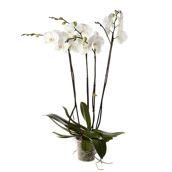 Орхидея фаленопсис королевская 1 цветонос купить 