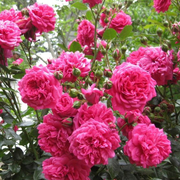 Роза плетистая Family Pink (Фемели Пинк) купить 