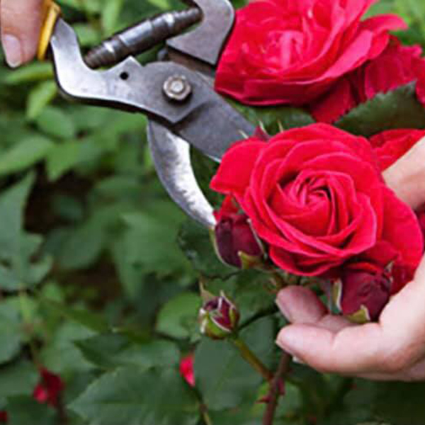 Формувальна обрізка троянд, багаторічних трав'янистих рослин, ціна за шт. купить 