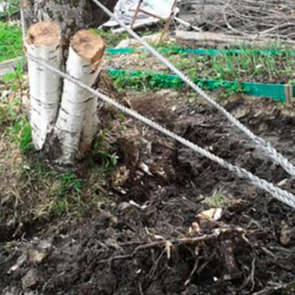 Выкорчевка деревьев вручную (без вывоза отходов): диаметр ствола от 20 см до 30 см, цена за шт купить 