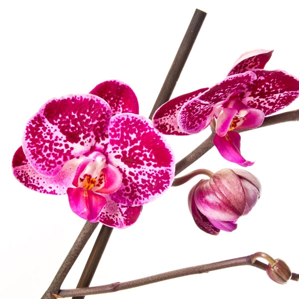 Орхидея фаленопсис 2 цветоноса купить 