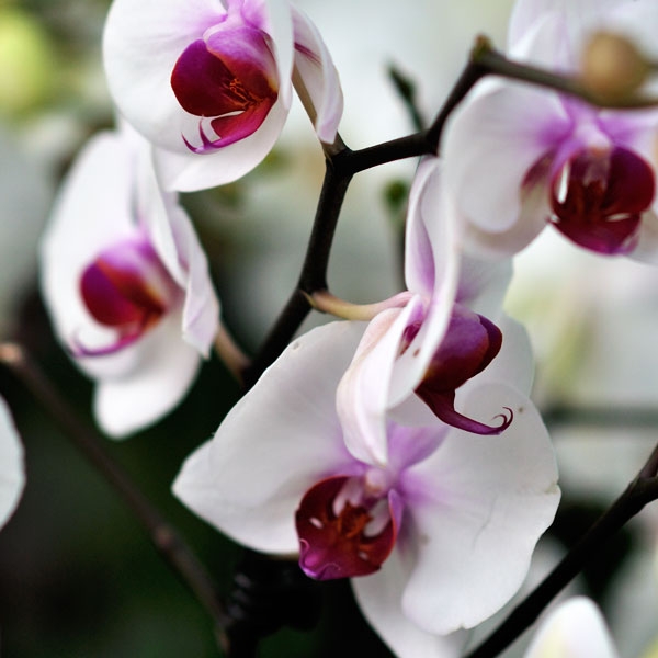 Орхідея фаленопсис 2 квітконоси купить 