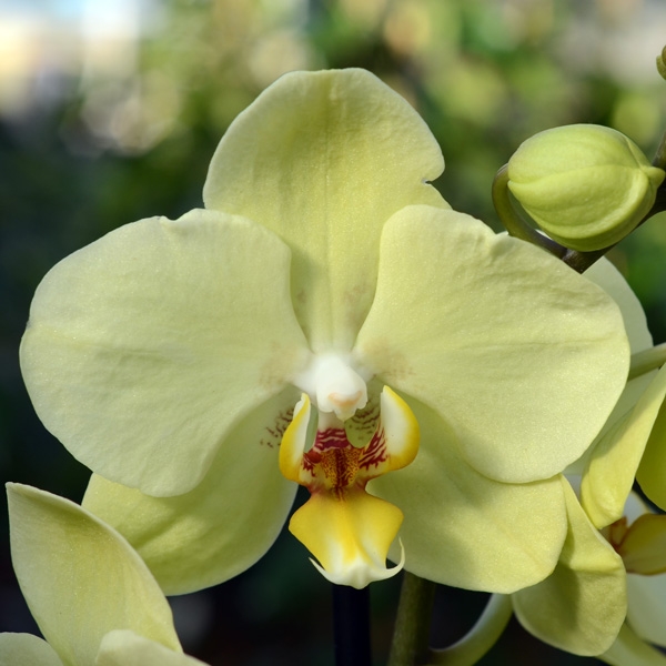 Орхидея фаленопсис 2 цветоноса купить 