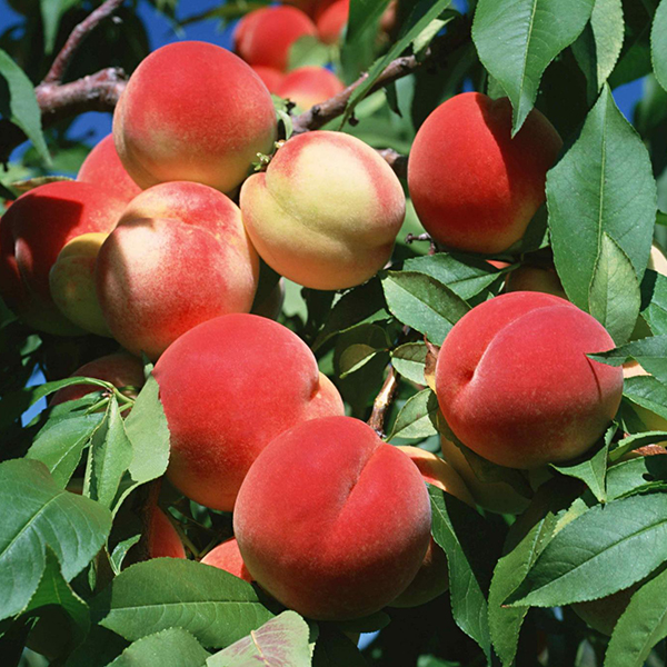 Персик Кардинал цены в магазине Ваш Сад Персик Кардинал купить