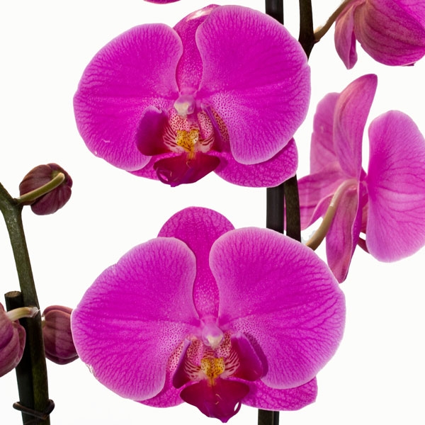 Орхидея фаленопсис 1 цветонос купить 