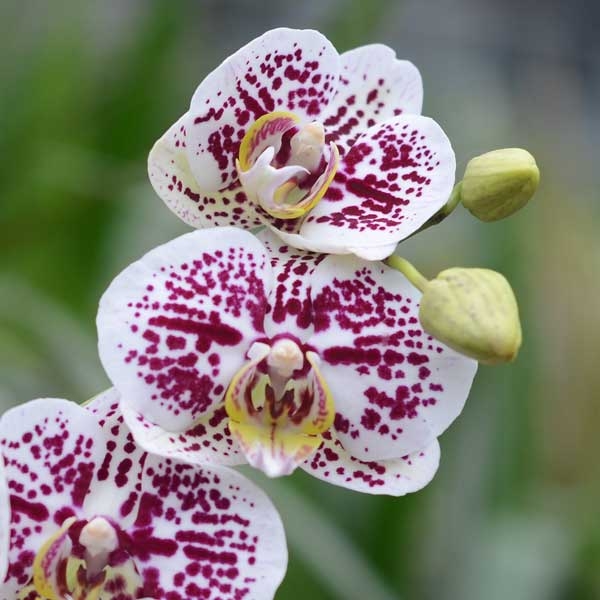 Орхидея фаленопсис 1 цветонос купить 