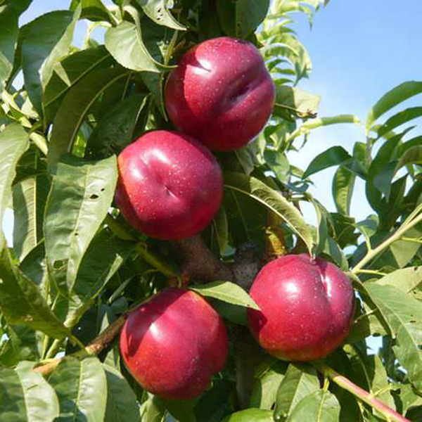 Нектарин Рубиновый-4 цены в магазине Ваш Сад Нектарин Рубиновый-4 купить