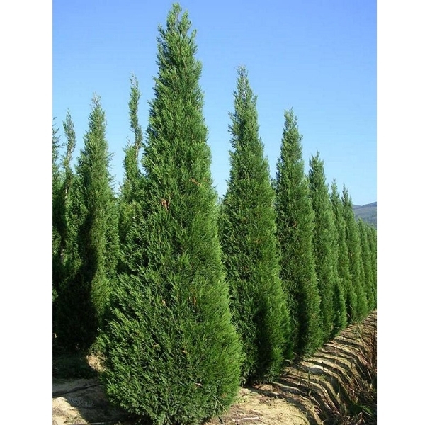 Кипарисовик Лейланда Castlewelland Gold цены в магазине Ваш Сад Кипарисовик Лейланда Castlewelland Gold купить