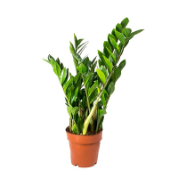 Замиокулькас замиелистный купить