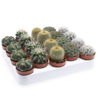 Кактус (Cactus) мікс купить