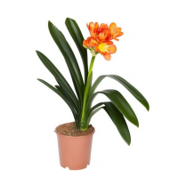 Кливия мината купить