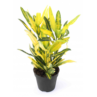 Кротон мікс купить